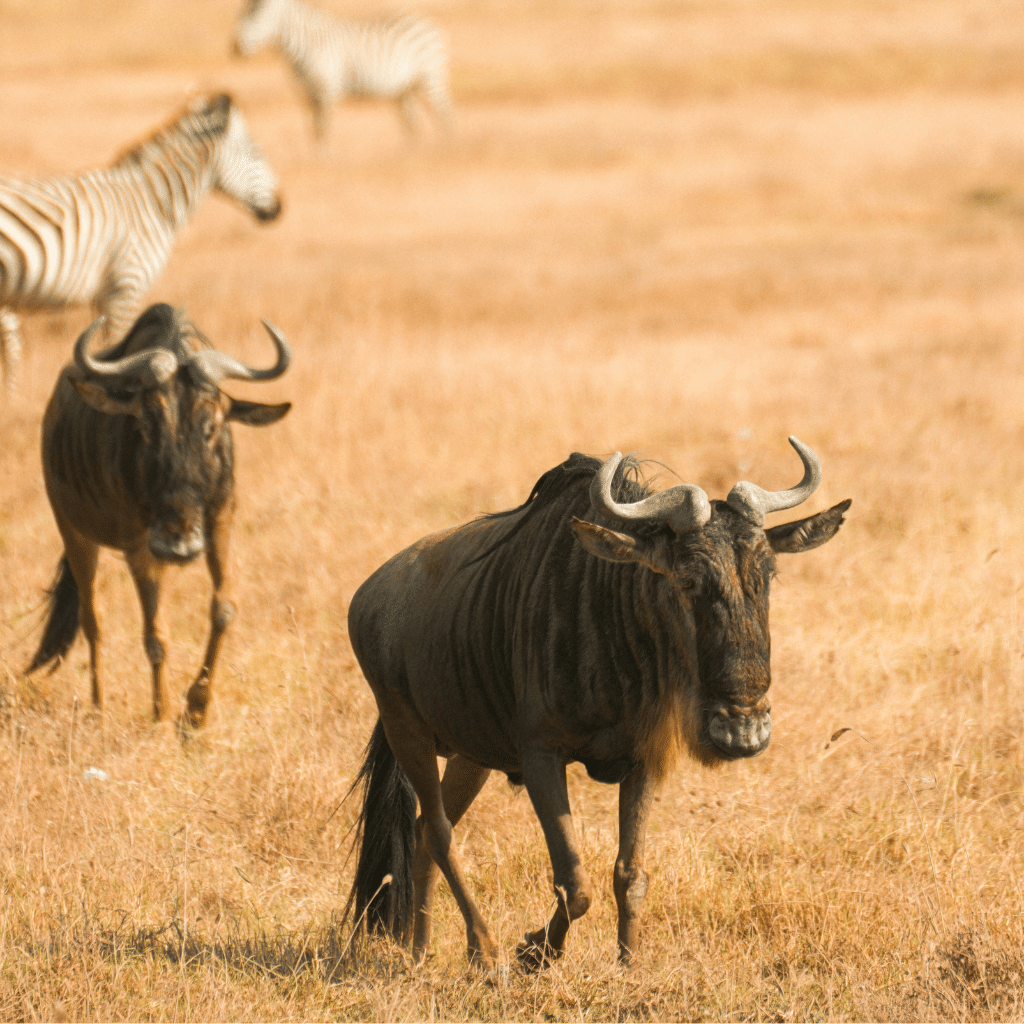 Bespoke Southern Africa Safaris